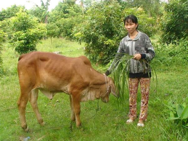 Gò Dầu: Sơ kết mô hình “Hỗ trợ vốn cho người nghèo có điều kiện sản xuất, chăn nuôi” 