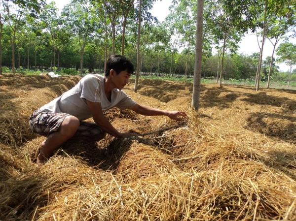 Tây Ninh: Cần nỗ lực, quyết tâm để có 16 xã đạt chuẩn nông thôn mới vào cuối năm 2015