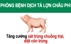 Tăng cường bảo vệ môi trường nhằm phòng chống dịch tả lợn Châu Phi